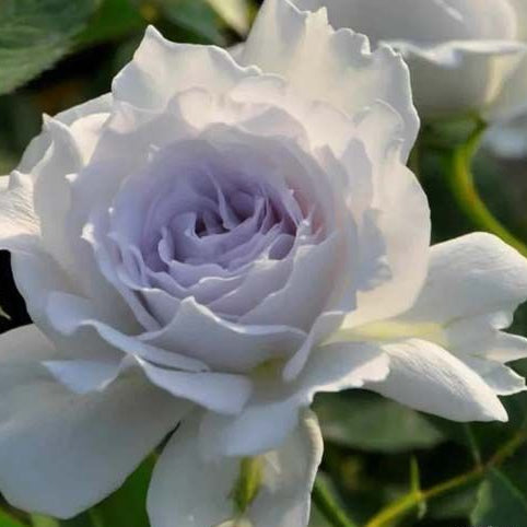 Gabriel 加百列大天使 (Japan)