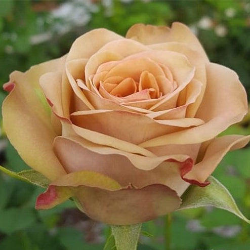 Cappuccino 卡布奇诺