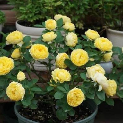 Canary Tree Rose 金丝雀 树玫瑰 (Germany)