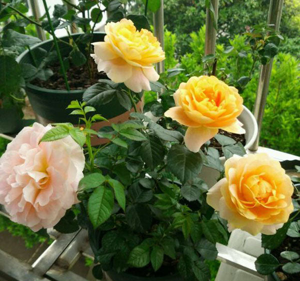 Juicy Terrazza Tree Rose 果汁阳台 树玫瑰 (Netherlands)