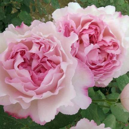 Aromatischen Hypnose 伊芙芳香催眠 (Japan)