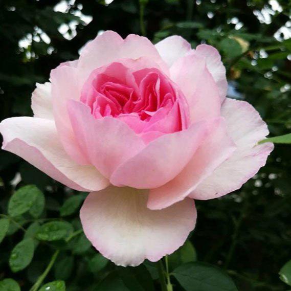 Aromatischen Hypnose 伊芙芳香催眠 (Japan)