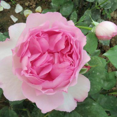 Yves Le Métropole 伊芙繁华都市 (France)