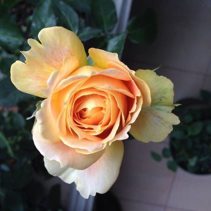 Caramel Antike 焦糖古董 (Germany)