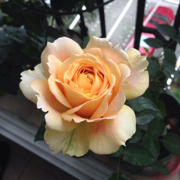 Caramel Antike 焦糖古董 (Germany) – Hillside Rose Farm
