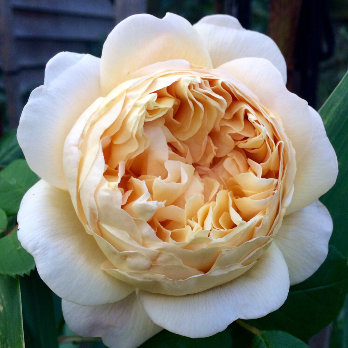 AUSpeet 达尔文 (England)