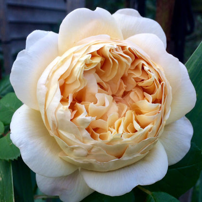 AUSpeet 达尔文 (England)