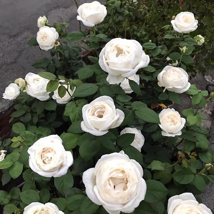 Wedding Road 婚礼之路 (Japan)