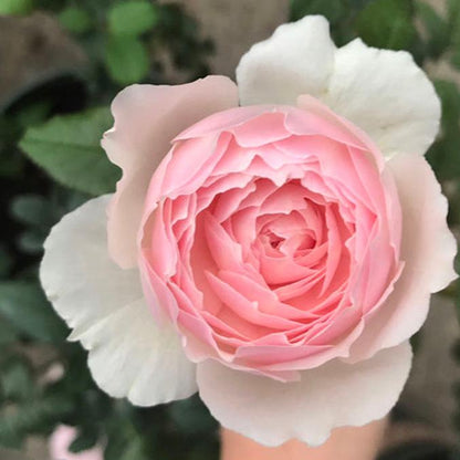 Hiyori 日和 (Japan)