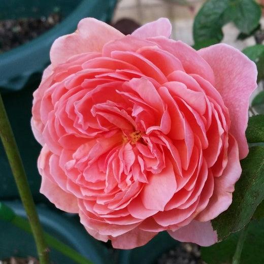 kaori kazari 香织装饰 (Japan)