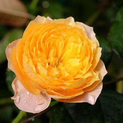 Golden Vuvuzela 金色珊瑚心 (Netherlands)