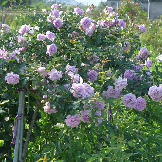Rainy Blue Tree Rose 蓝色阴雨 树玫瑰 (Germany)