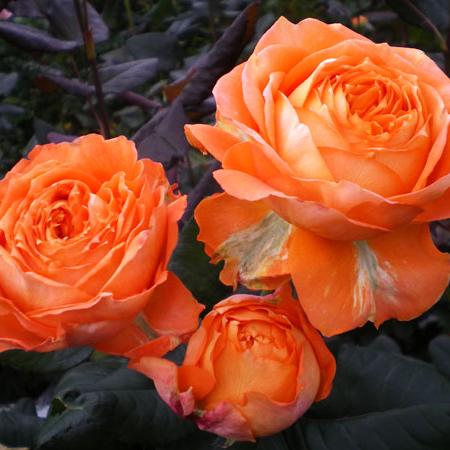 Orange Romantica 浪漫橙色 (France)