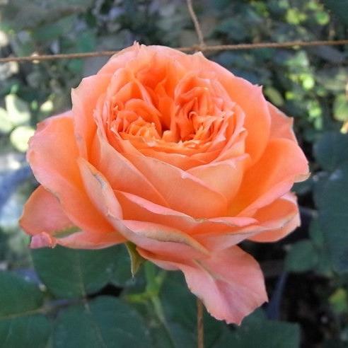 Orange Romantica 浪漫橙色 (France)