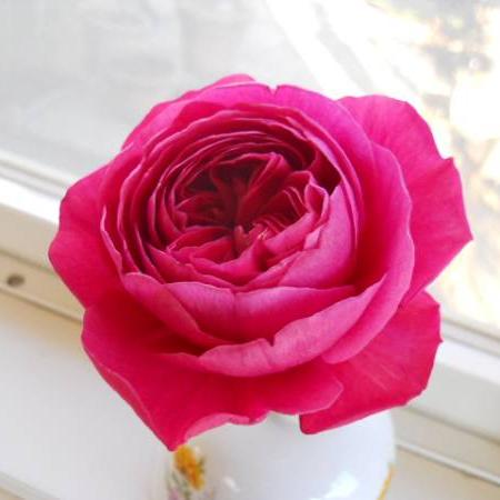 Yves Cantina 伊芙酒窖 (Japan)