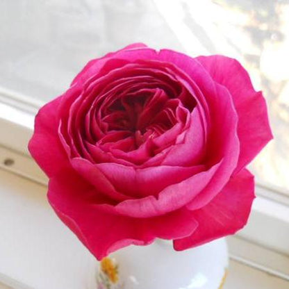 Yves Cantina 伊芙酒窖 (Japan)