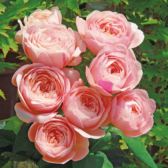 Tamaki 环 (Japan)