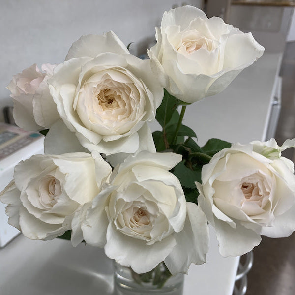 Shilabe 音调 (Japan)