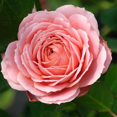 Fragrant Roses – Page 7 – Hillside Rose Farm