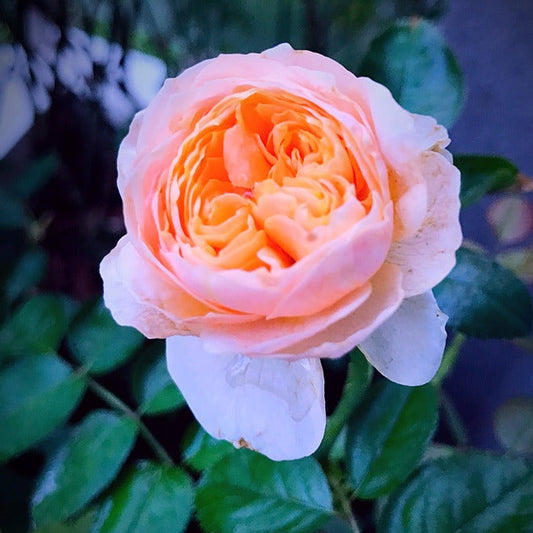 AUSjameson Tree Rose 朱利 树玫瑰 (England)