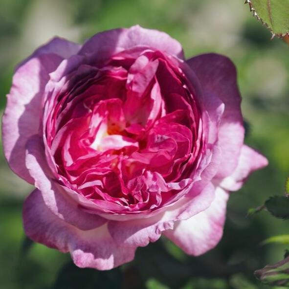 Blueberry Cake Tree Rose 篮梅蛋糕 树玫瑰