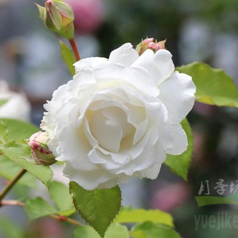 Creed 信念 (Japan)