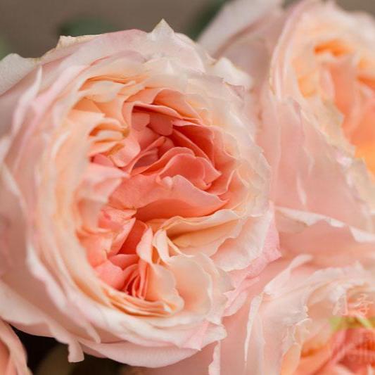 Princess Sakura 樱花公主 (Japan)