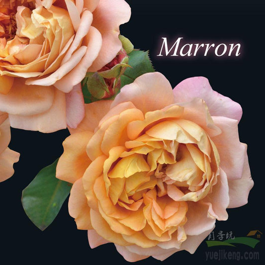 Marron 栗子 (Japan)