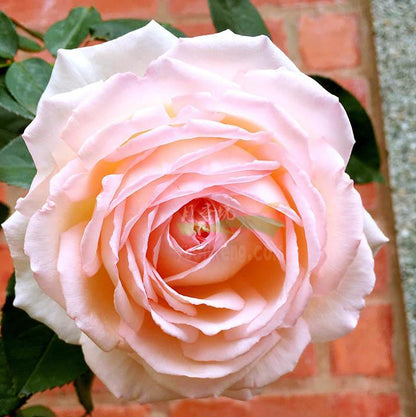 Kaoruno	薰乃 (Japan)
