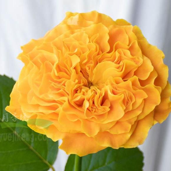 Mango Lieber 芒果酒吧 (Japan)