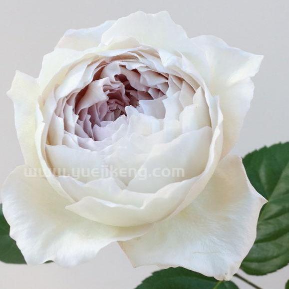 Milky Pearl 牛奶珍珠 (Japan)