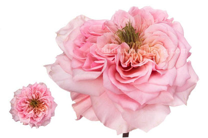 Mikoto Tree Rose 美琴 树玫瑰 (Japan)