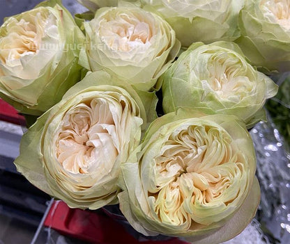 White Kahala 夏雨荷 (Ecuador)