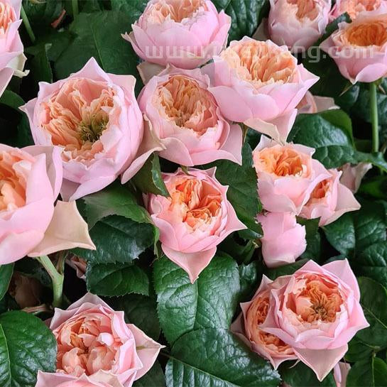 Romantica Vuvuzela 浪漫珊瑚心 (Netherlands)