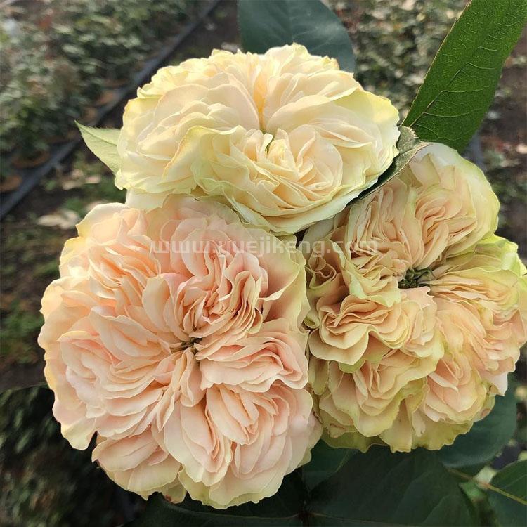 Victoria Wedding 维多利亚婚礼 (Netherlands)