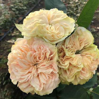 Victoria Wedding 维多利亚婚礼 (Netherlands)