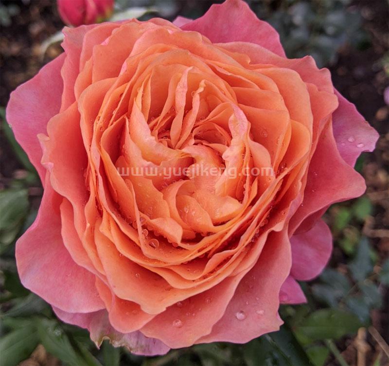 Kensington Garden 肯辛顿公园 (荷兰)