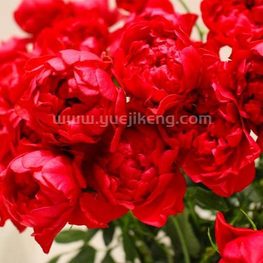 Crenadine Rose 红石榴汁 (Japan)