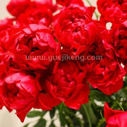 Crenadine Rose 红石榴汁 (Japan)