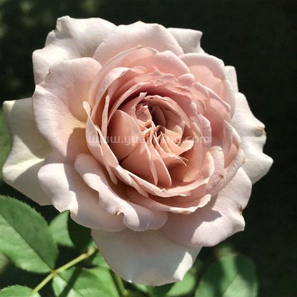 Charity Towa 日本慈善 (Japan)