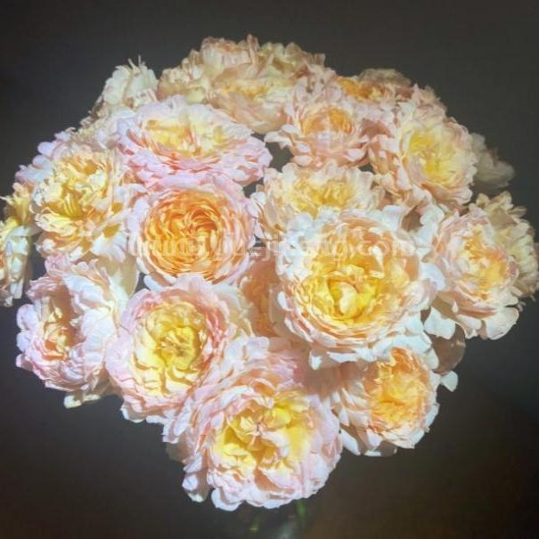 Peach Anemone Tree Rose 桃子海葵 树玫瑰 (Netherlands)