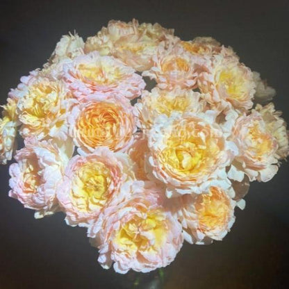 Peach Anemone Tree Rose 桃子海葵 树玫瑰（荷兰）