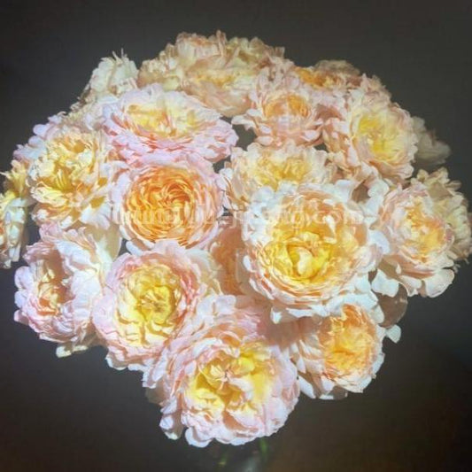 Peach Anemone Tree Rose 桃子海葵 树玫瑰 (Netherlands)