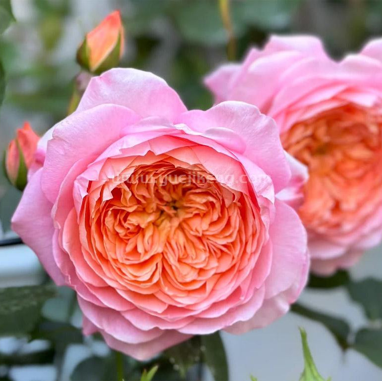 Tangerine 橘子 (China 天狼)