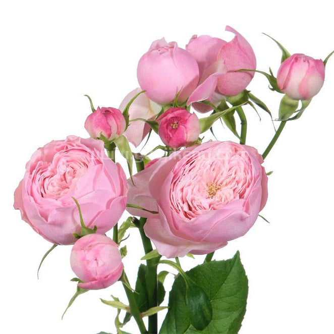 Mansfield Park 曼斯菲尔德庄园（荷兰）
