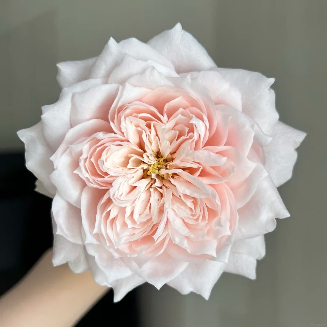 Sorahana 天空花 (Japan)