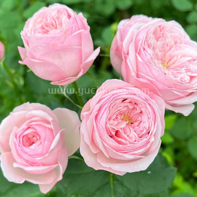 Mansfield Park 曼斯菲尔德庄园（荷兰）