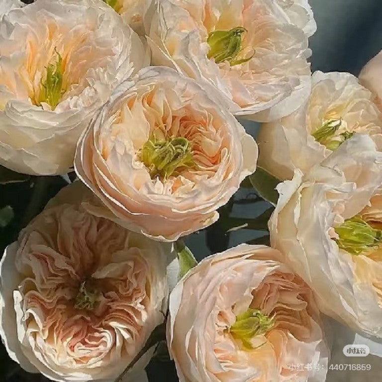 Tinkerbell 王昭君 (Netherlands)