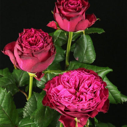 Magic Vuvuzela 魔法珊瑚心 (Netherlands)
