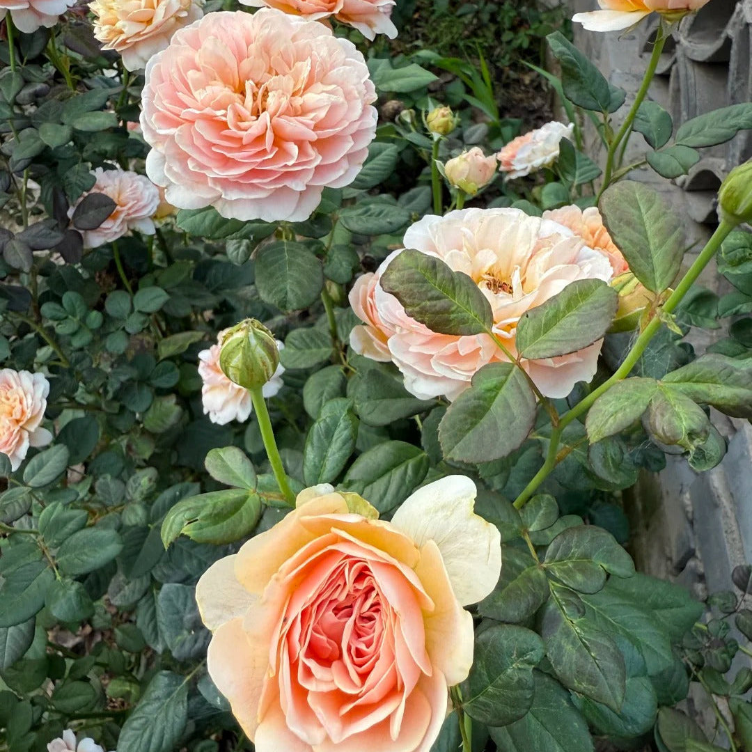 Celebretini 蒂尼 (Japan)
